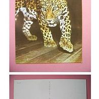 Raubkatzen - Großkatzen - Leopard - 1974 - (D-H-Motiv64)