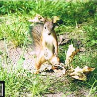 Eichhörnchen - Schmuckblatt 2.1