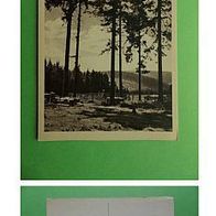 Bildkalender "Freude im Jahr 1952" - Hochwald im Gebirge - (D-H-Motiv98)