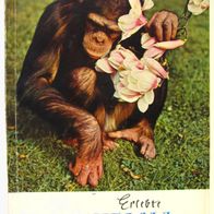 Erlebte Wilhelma - Ein Begleiter durch das Pflanzen- und Tierreich - 60er Jahre