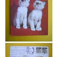 Katzen - 2 Katzen - 1970 - (D-H-Motiv 42)