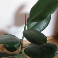 Gummibaum Ficus elastica Ableger 8 Blätter starkes Wurzelwerk