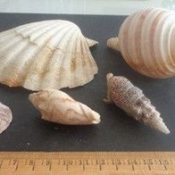 Muschel Sammlung 5 teilig - mit großer Jakobsmuschel