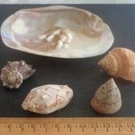 Muschel Sammlung mit großer Süßwasser Perlmutt Muschel