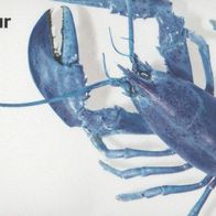 2023 Eintrittskarte Ästhetik der Natur Landesmuseum Wiesbaden 31.10.2023