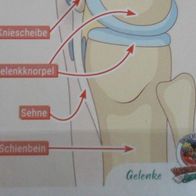 Bild 61 - Globus Die Reise durch unseren Körper