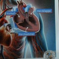 Bild 36 - Globus Die Reise durch unseren Körper