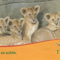 Tierpark Hagenbeck Hamburg Löwen Eintrittskarte 671803 vom 15.10. 2008