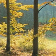 Lesezeichen mit Spruch und Foto vom Herbstwald