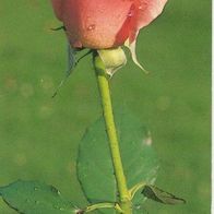 Lesezeichen mit Spruch und Foto von einer roten Rose