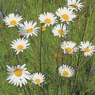 Lesezeichen mit Spruch und Foto von einer Wiese mit Gänseblümchen