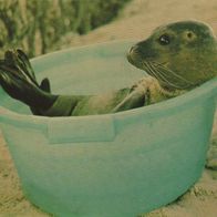 in meiner Badewanne bin ich Kapitän - Junger Seehund AK Ansichtskarte