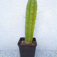 San pedro Kaktus/Trichocereus Peruvianus