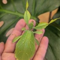 Phyllium philippinicum, Wandelndes Blatt 30 Eier, Phasmiden