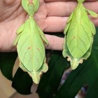 Phyllium Gantungense Rizal, Wandelndes Blatt 20 Eier, Phasmiden