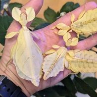 Phyllium letiranti "Tataba" 20 Eier, Phasmiden