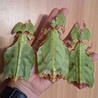 Phyllium giganteum, Großes Wandelndes Blatt 10 Eier, Phasmiden
