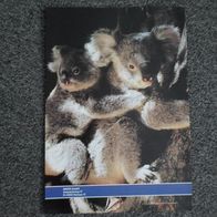 Koalabär - Poster (T#)