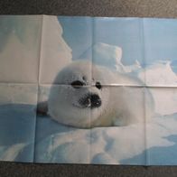 junge Seerobbe - Poster (T#)