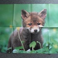 junger Fuchs - Poster (T#)