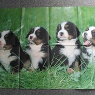 4 junge Berner Sennenhunde - Poster (T#)