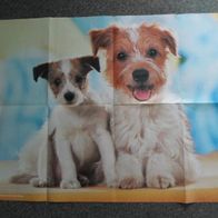 Kromfohrländerhündin mit Welpe - Poster (T#)