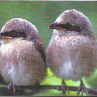 Telefonkarte Rumänien , Vögel und Natur , leer ,