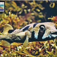 Exotischer Fisch - Schmuckblatt 2.1