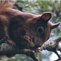 Eichhörnchen - Schmuckblatt 5.1