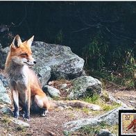 Fuchs - Schmuckblatt 6.1