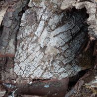 Baumrinde - Holzrinde vom Walnussbaum zum Basteln/Dekorieren/Floristikbedarf