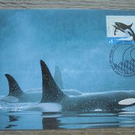 Australien Antarctic Territory MK Maximumkarte - Wale Orca Tiere 3 1995
