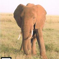 Elefant - Schmuckblatt 4.1