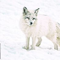 Polar-Fuchs - Schmuckblatt 5.1