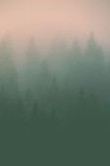 Zum Shop: Testshop-David