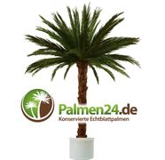 Zum Shop: Palmen24-de