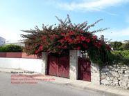 Zum Shop: Vinhos do Porto