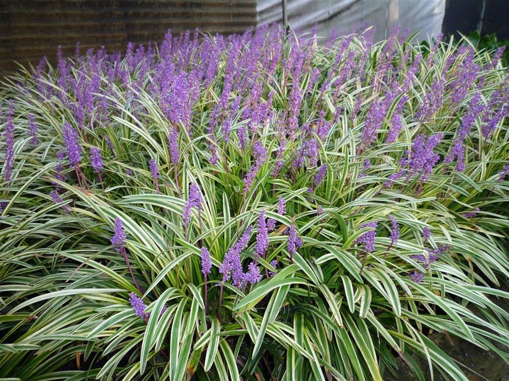 1 x Liriope muscari ‚Variegata´ Lilientraube (Ziergras/ Gräser/ Stauden