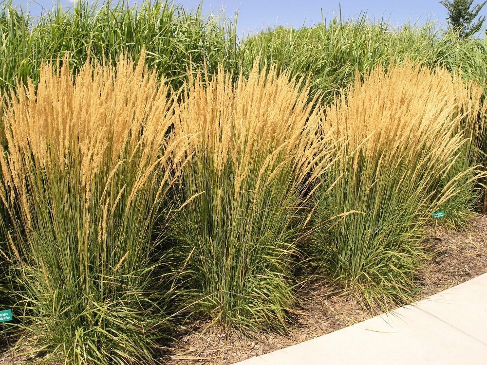 10 x Calamagrostis acutiflora ‚Karl Förster‘ 1 Liter (Ziergras/ Gräser