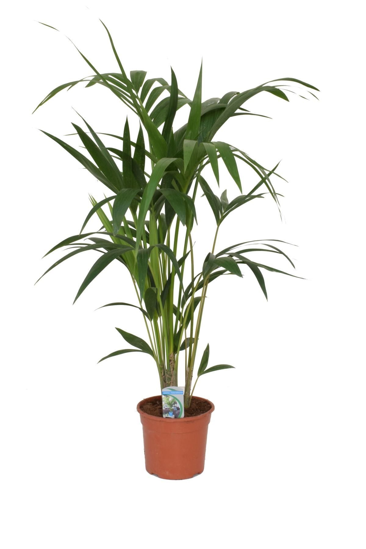Kentia Palme Kaufen