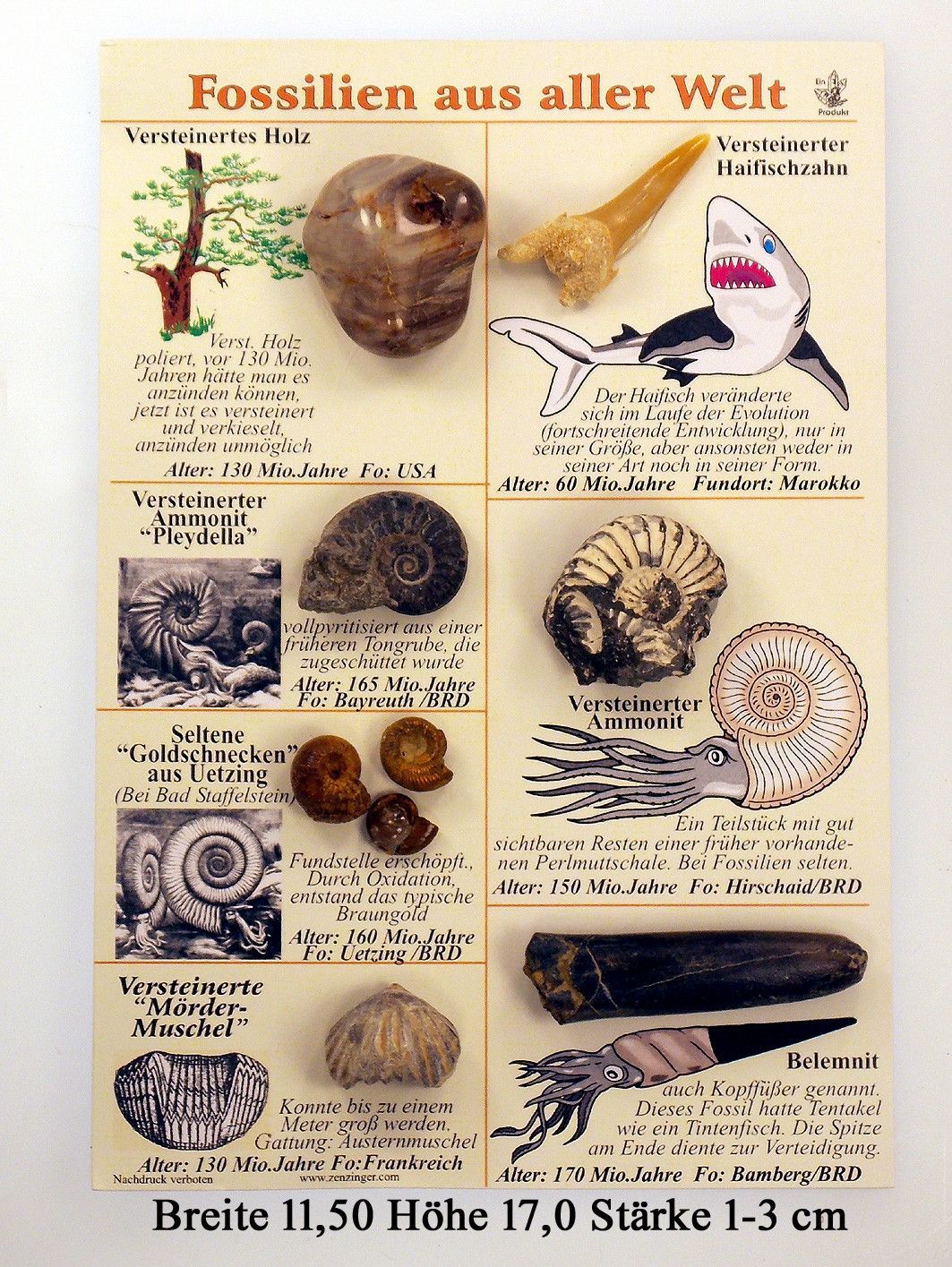 Fossiliensammlung, Tafel mit 7 Fossilien aus aller Welt Versteinerung kaufen bei Hood.de