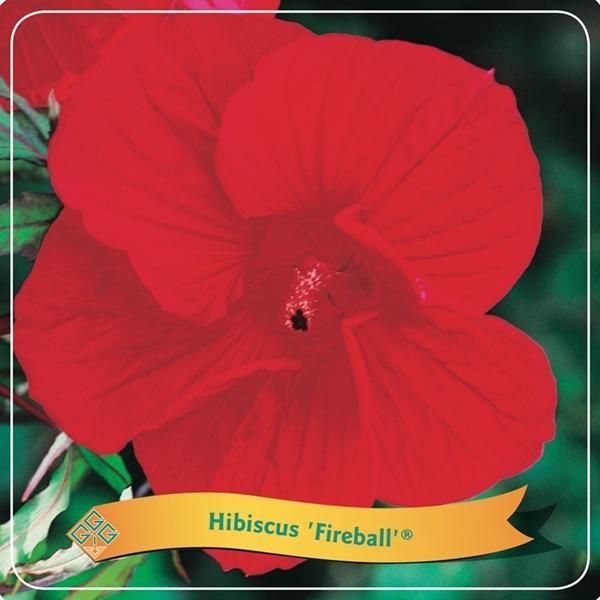 Riesenhibiskus Staudenhibiskus Hibiscus moscheutos Staude