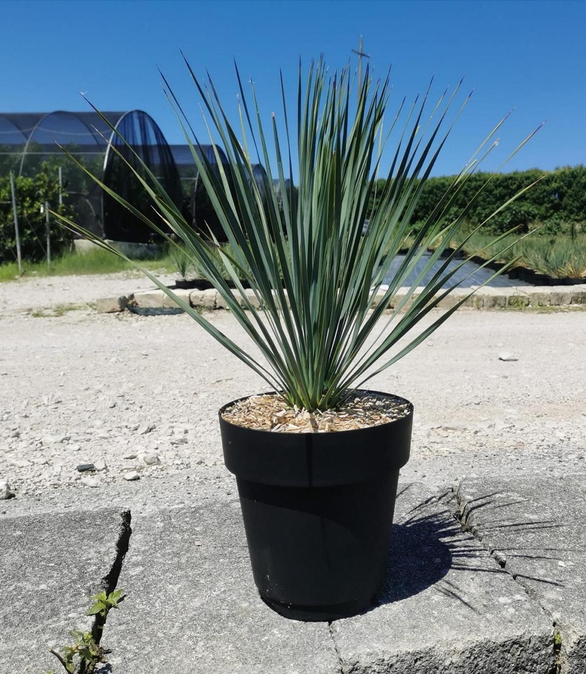 Yucca rostrata Winterhart Pflanze im Topf bis 20°C blaue Yucca kaufen