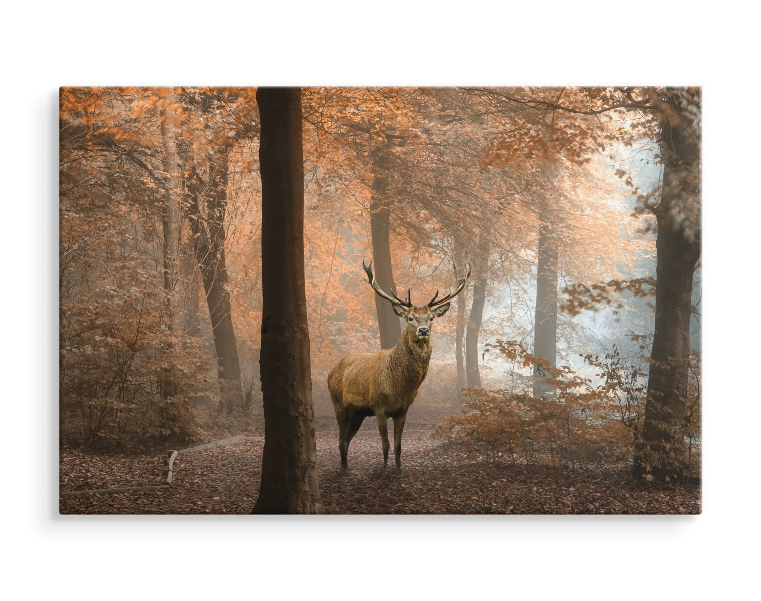 Hirsch im Wald Bild: Unveil the Enchanting Beauty and Symbolism