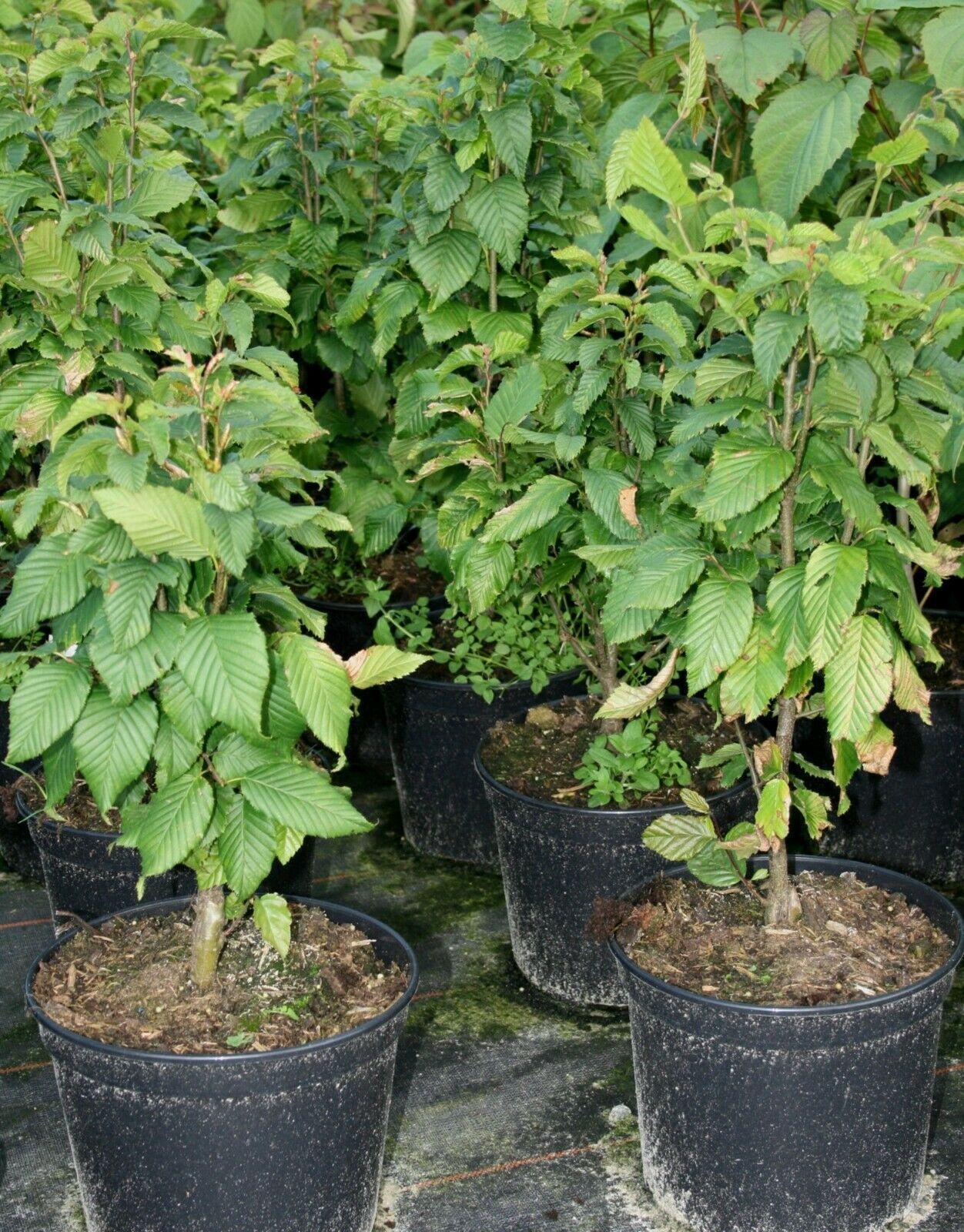 Hainbuche Carpinus betulus ´Fastigiata Monument´ SäulenHainbuche 60