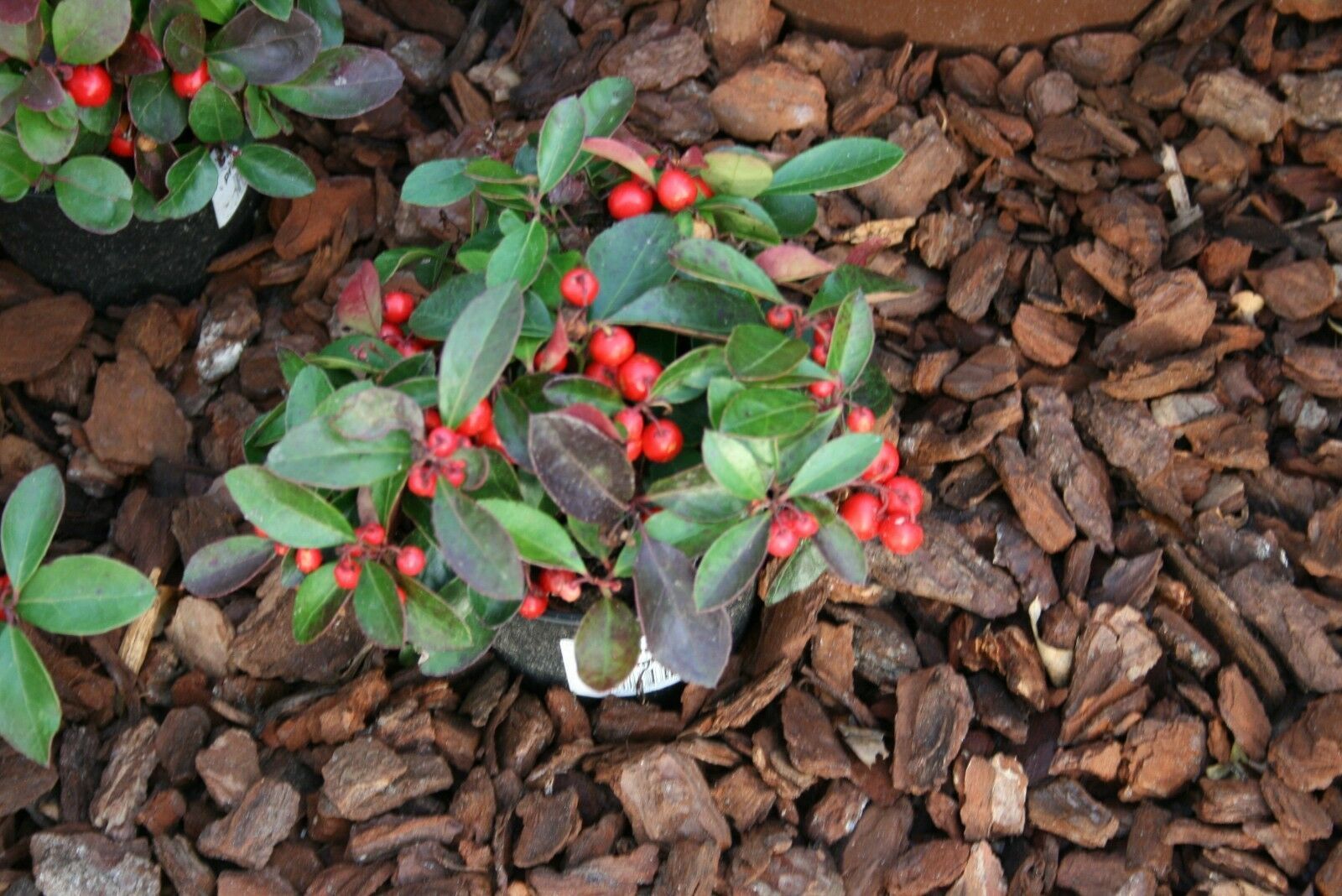 10 Immergrüne Bodendecker Gaultheria procumbens Rote Teppichbeere 812