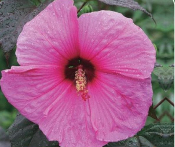 Riesenhibiskus Staudenhibiskus Hibiscus moscheutos Staude