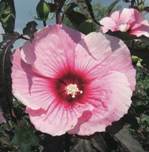 Riesenhibiskus Staudenhibiskus Hibiscus moscheutos Staude