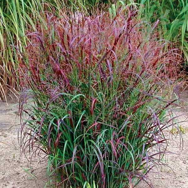 10 x Panicum virgatum ‚Squaw´ 1 Liter (Ziergras / Gräser) Blickfang ...