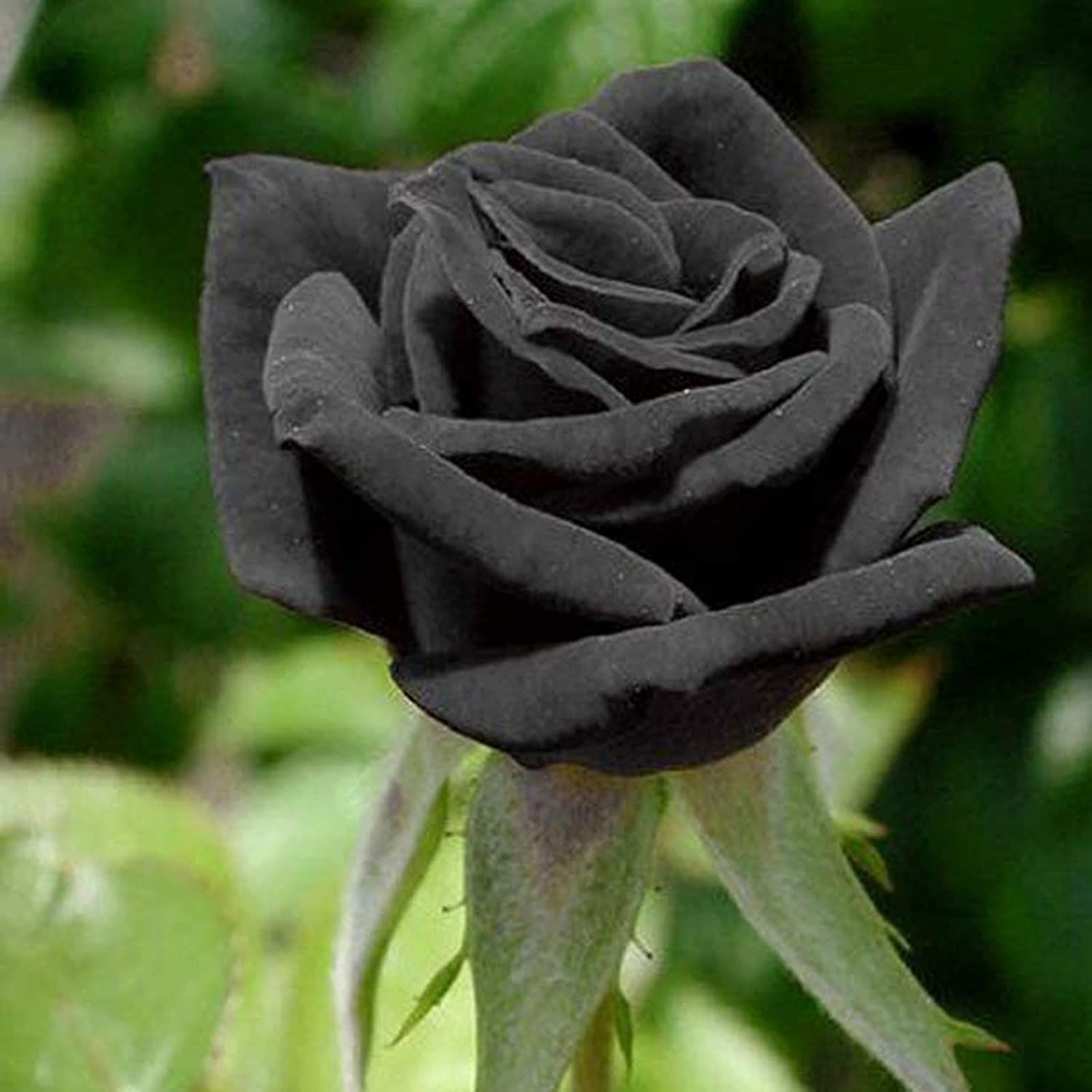 Black Rose Samen kaufen bei Hood.de